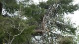 San Salvo Marina: alberi pericolanti