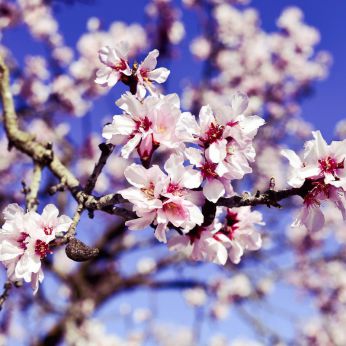 Il mandorlo in fiore