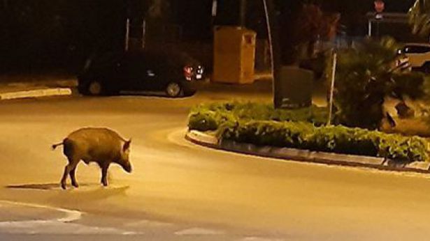 Un cinghiale alla rotatoria della Histoniense