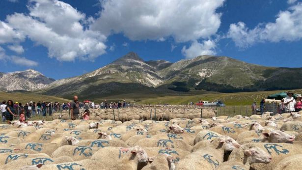 Campo Imperatore: la rassegna degli ovini