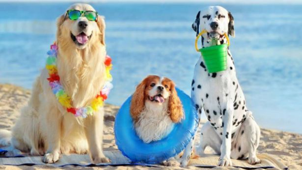 Cani in spiaggia