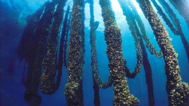 I canapi di un allevamento di cozze
