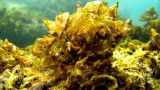 L'alga tossica