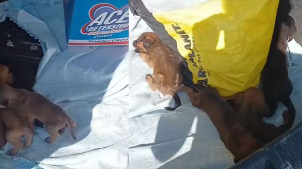 Cuciolo di cane