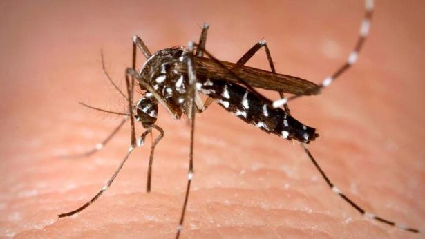 Zanzara Dengue