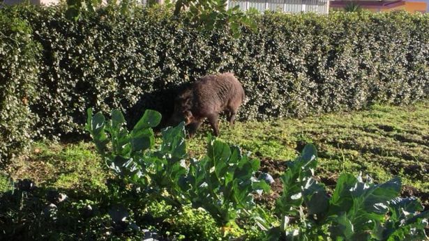 Un cinghiale nella Riserva di Punta Aderci