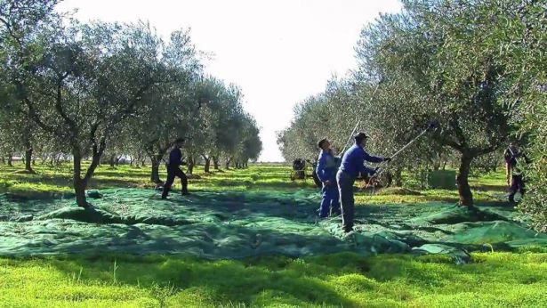 Raccolta olive