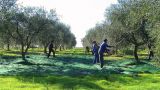 Raccolta olive