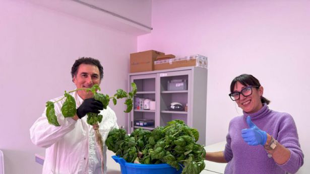 San Salvo: il basilico idroponico