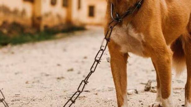 Cane legato ad una catena