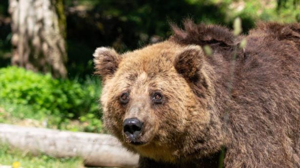 Nita: l'orsa deceduto a Pescasseroli