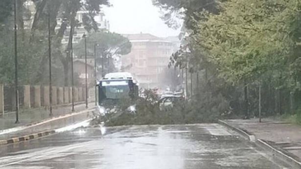 Pescara: un albero abbattuto nella pineta