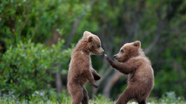 Cuccioli di orso marsicano