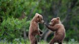 Cuccioli di orso marsicano