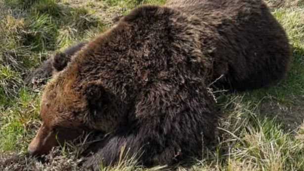 Orso morto sui monti d'Abruzzo