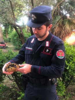 La tartaruga esotica rinvenuta a Vasto Marina