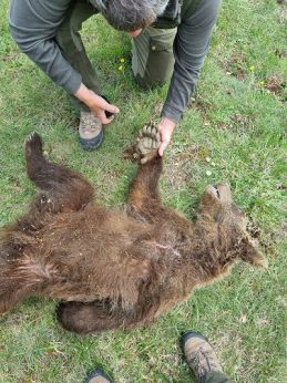 Scanno: uno dei due orsetti morti nel lago