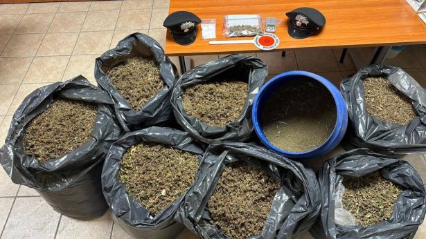 La marijuana triturata