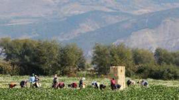 Braccianti sfruttati nei lavori nei campi