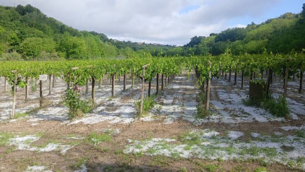 La grandine che ha colpito i vigneti nel chietino
