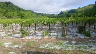 La grandine che ha colpito i vigneti nel chietino