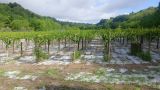 I vigneti del chietino colpit dal maltempo