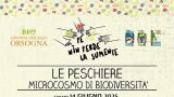 Orsogna: locandina