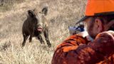 Caccia al cinghiale
