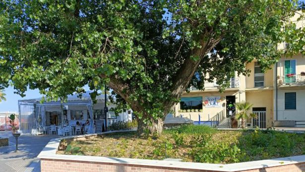 Vasto Marina: il pioppo nero di Piazza Rodi