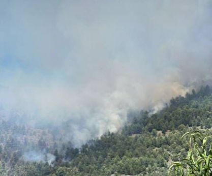 Bosco in fiamme