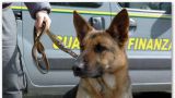 Cane antidroga della Guardia di Finanza