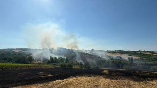 Vegetazione distrutta dalle fiamme