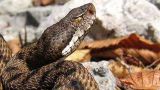 Una vipera
