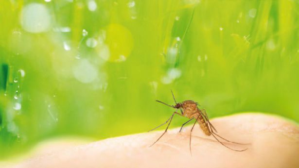 Zanzara Dengue