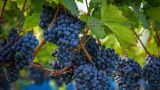 Vendemmia
