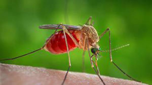 West Nile