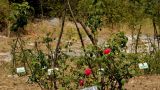 Orseogna: le rose nel vigneto