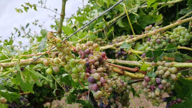 Vigneti distrutti dalla grandine
