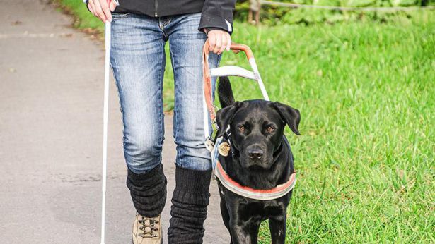 Un cane guida per non vedenti