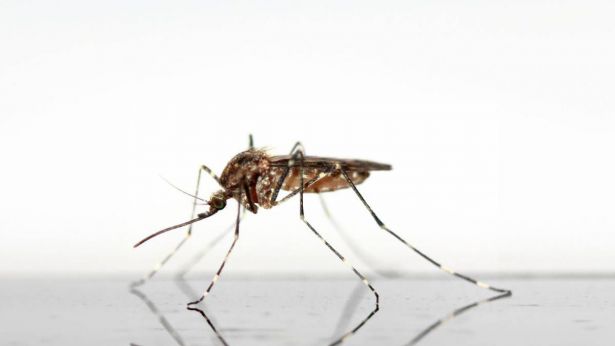 West Nile