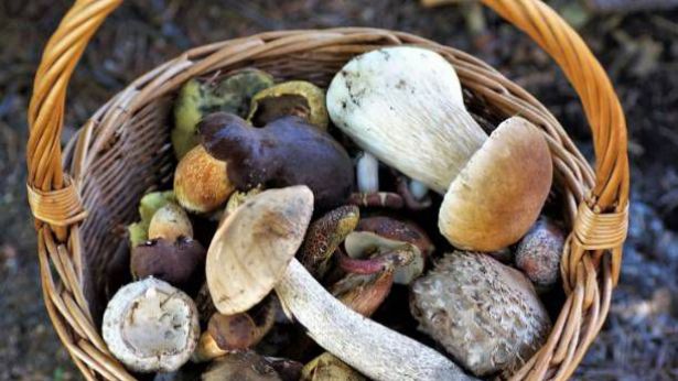 Funghi