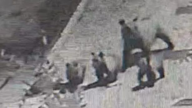 Scontrone: l'orsa Bambina a spasso con i suoi tre cuccioli