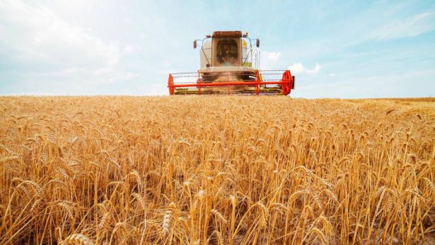 Campo di grano