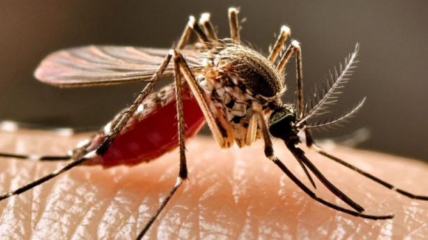 La zanzara West Nile