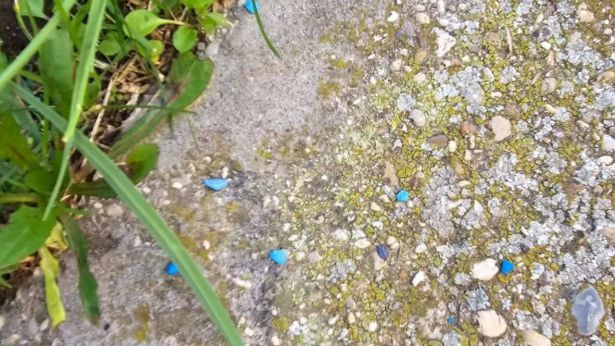 Il probabile lumachicida alla metaldeide nella foto diffusa dall'assessore Palermo