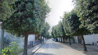 San Salvo: i rigogliosi lecci che verranno abbattuti