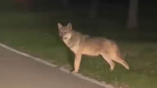Un lupo avvistato lungo la costa abruzzese