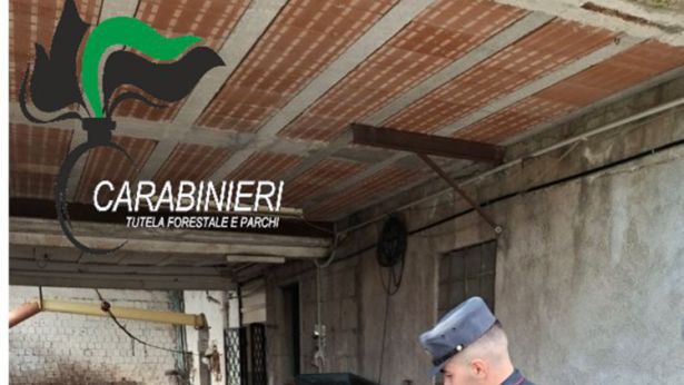 Carabinieri Forestali