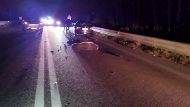 L'orso investito sulla Sora-Avezzano