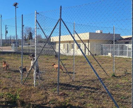 Vasto: il nuovo canile comunale di località Cipranneto